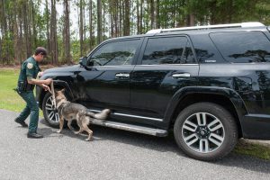 Training a police dog